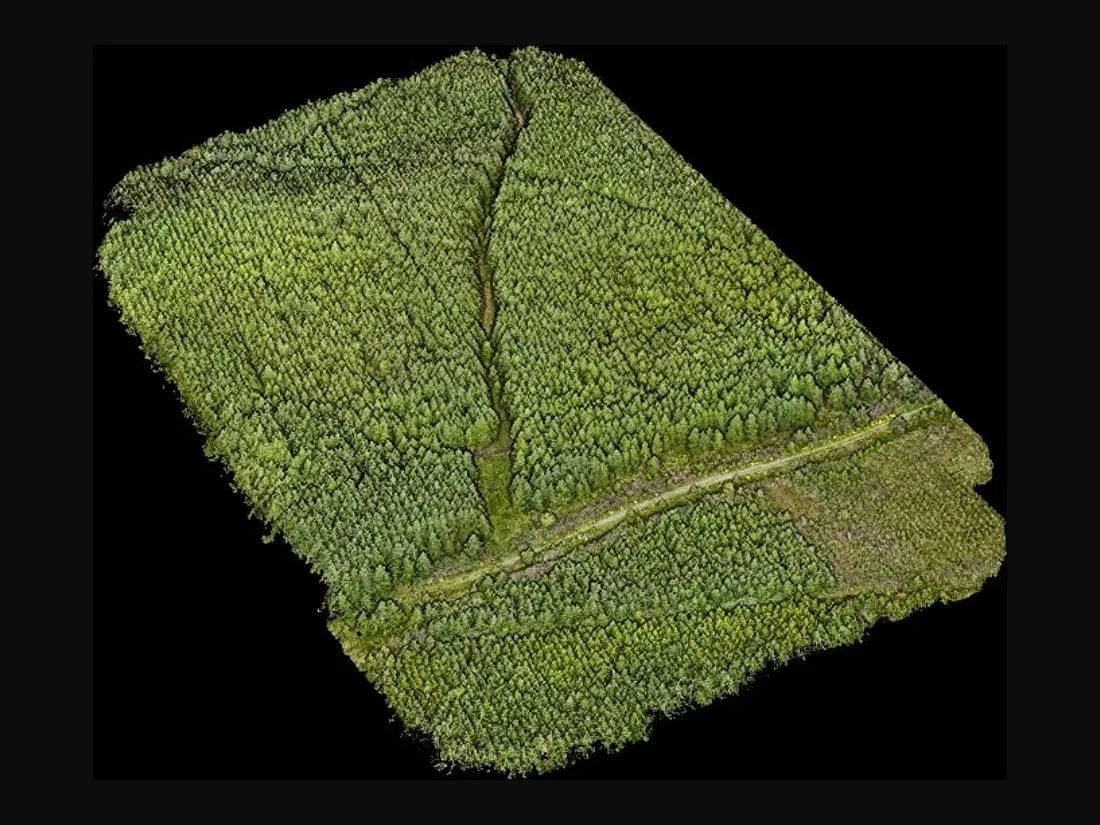 LiDAR point cloud of a forest plot in natural colour, on a black background.